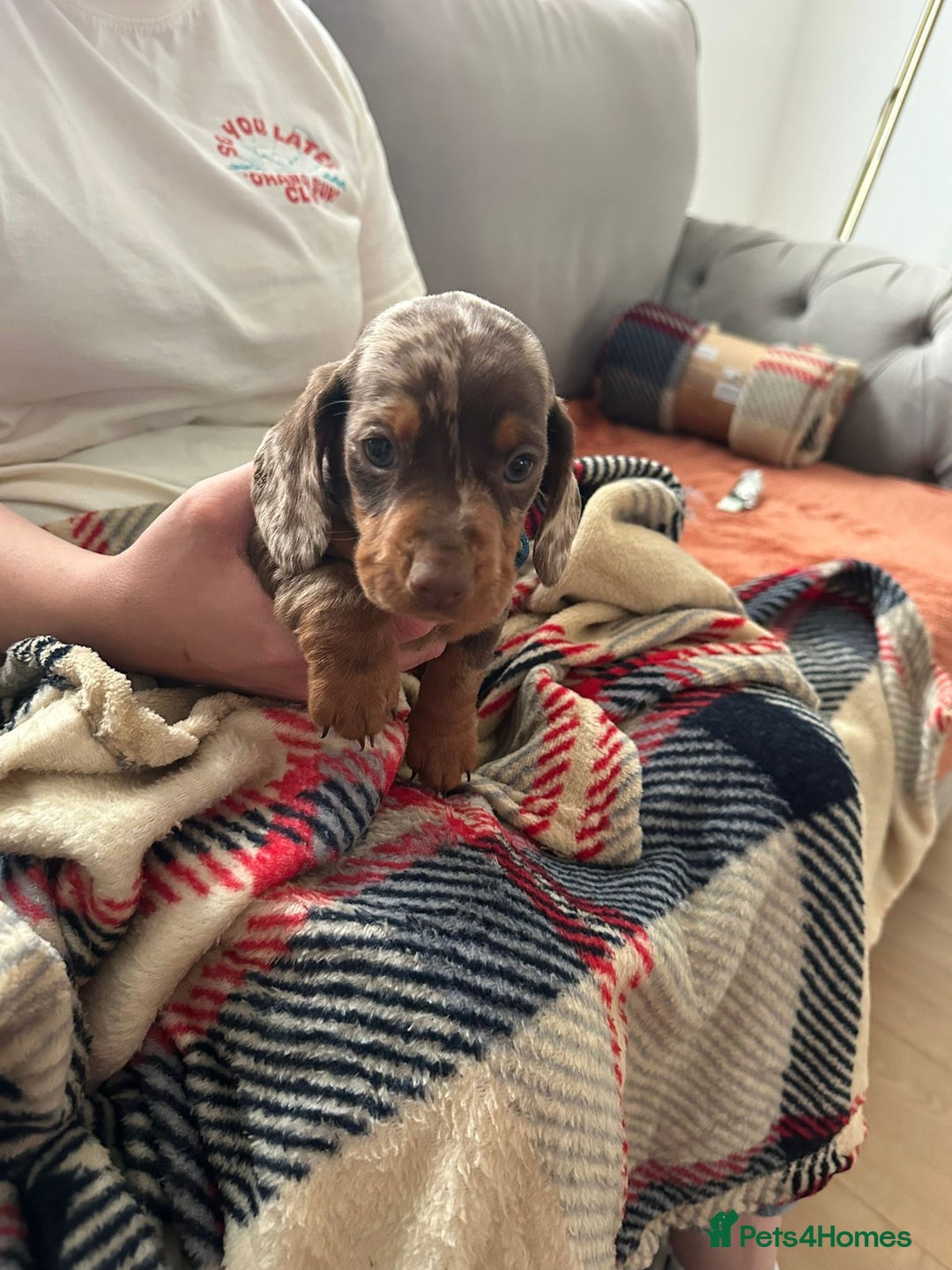 Miniature Dachshund dogs for sale: Miniature dachshund  - Image 19
