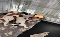 Jack Russell dogs for sale: Stunning little boys and girls - Image 36