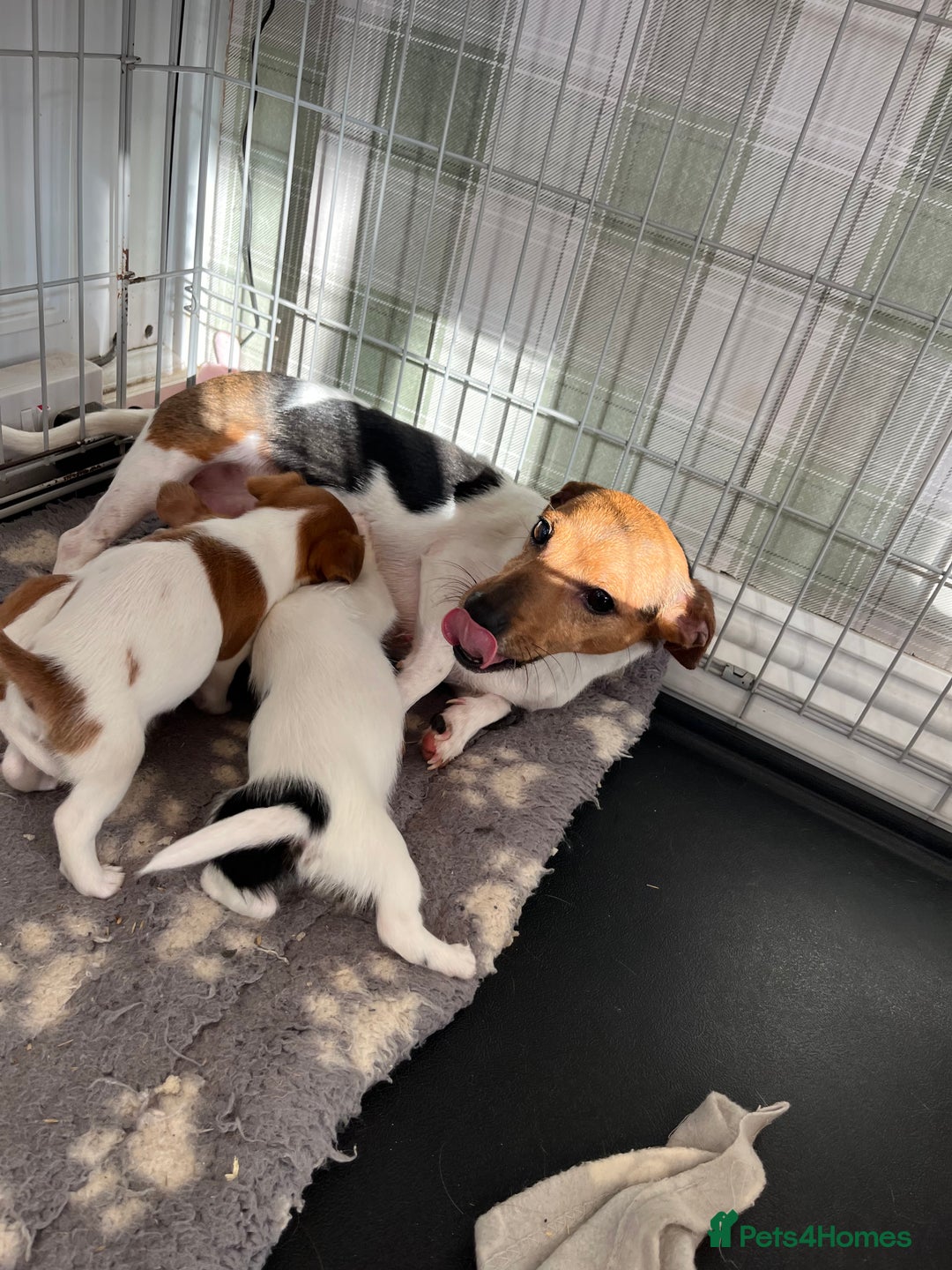 Jack Russell dogs for sale: Stunning little boys and girls - Image 36