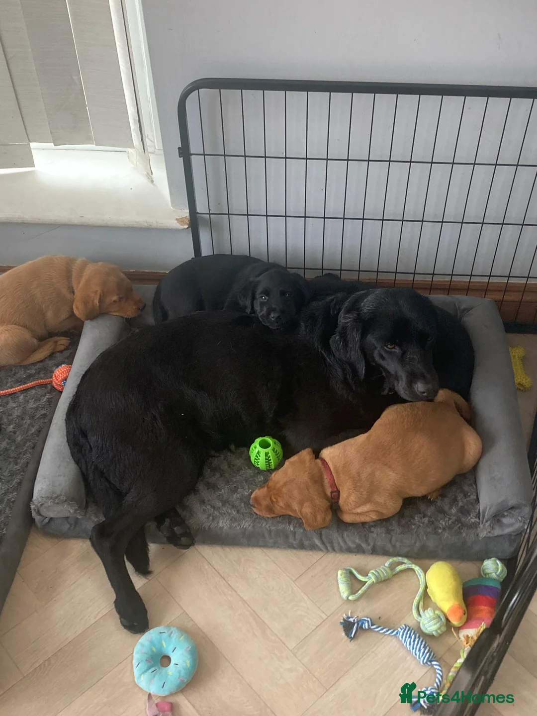 Labrador Retriever dogs for sale: One black girl left Labrador  - Advert 11