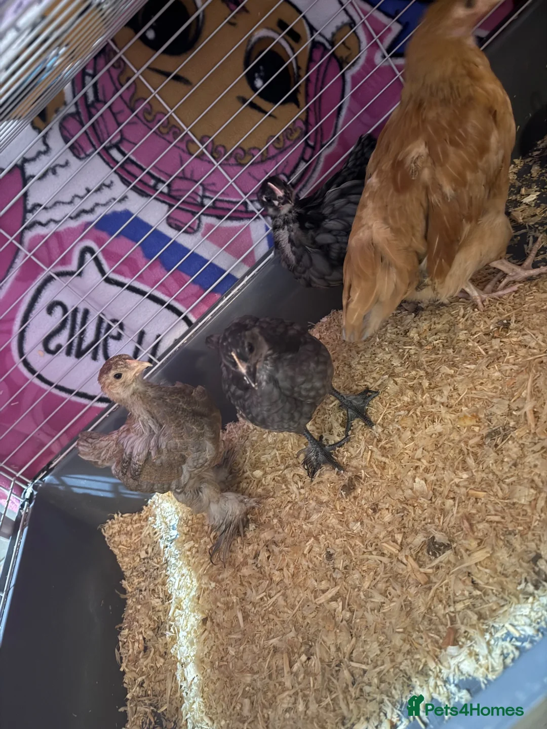 Chickens poultry for sale: Chicks for sale  in Coventry - Advert 5