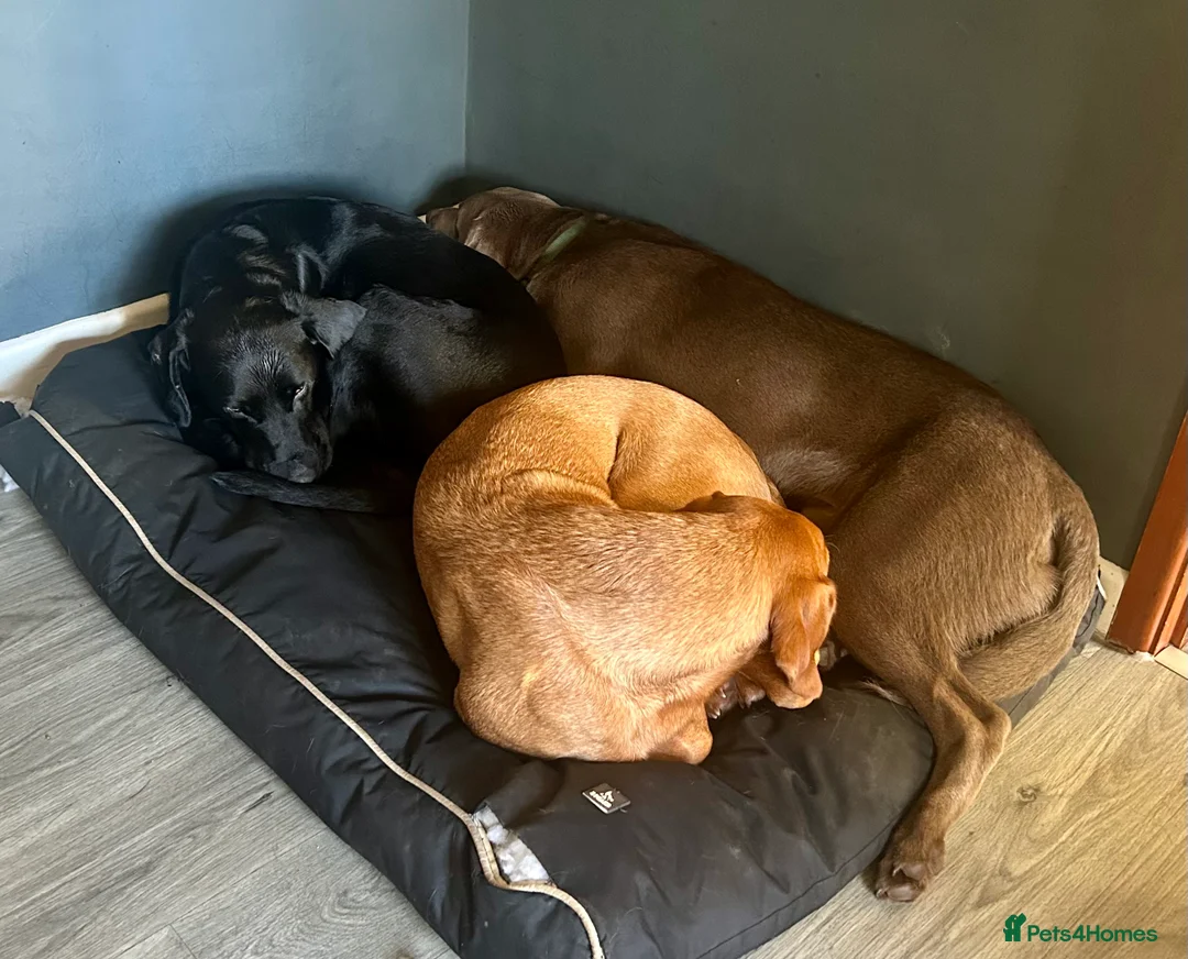 Labrador Retriever dogs for sale: Male Silver Labrador - Advert 6