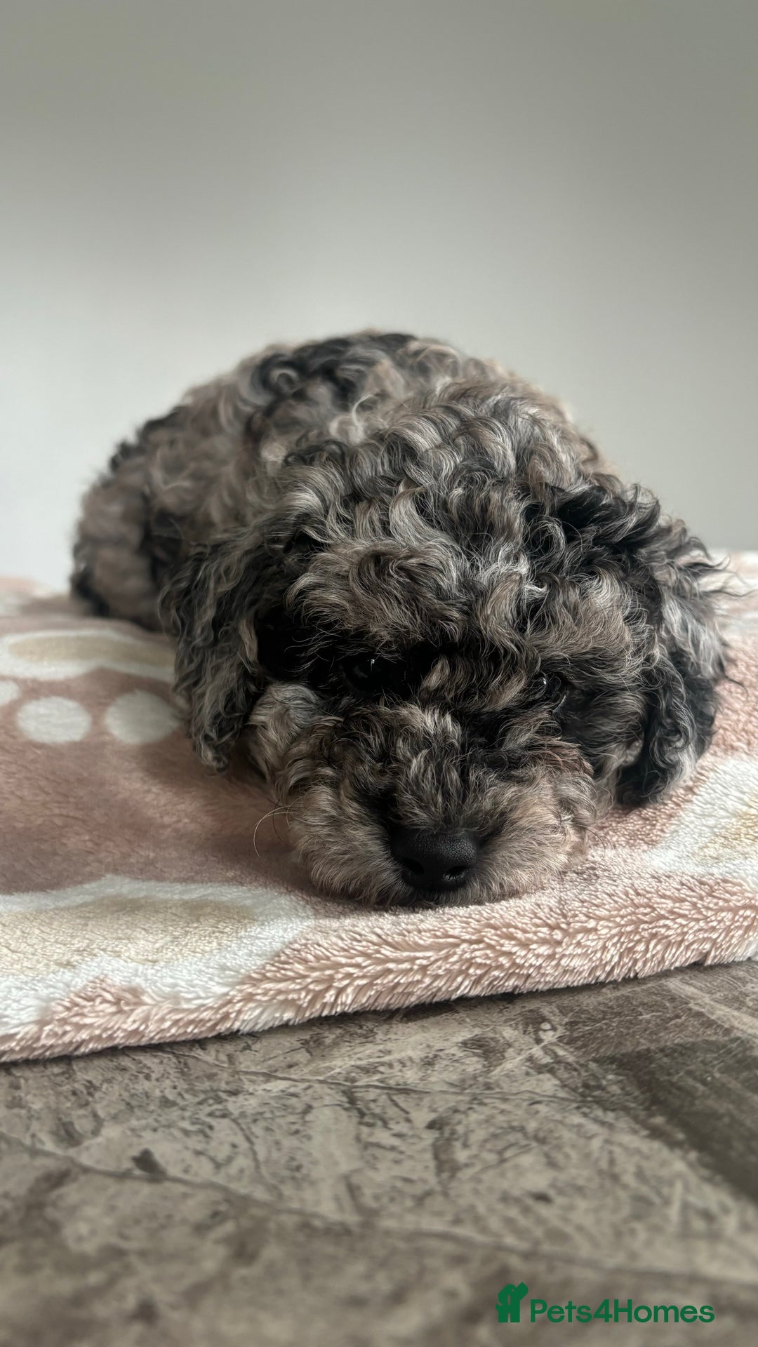 Mixed Breed dogs for sale: Miniature Poodles - Image 4
