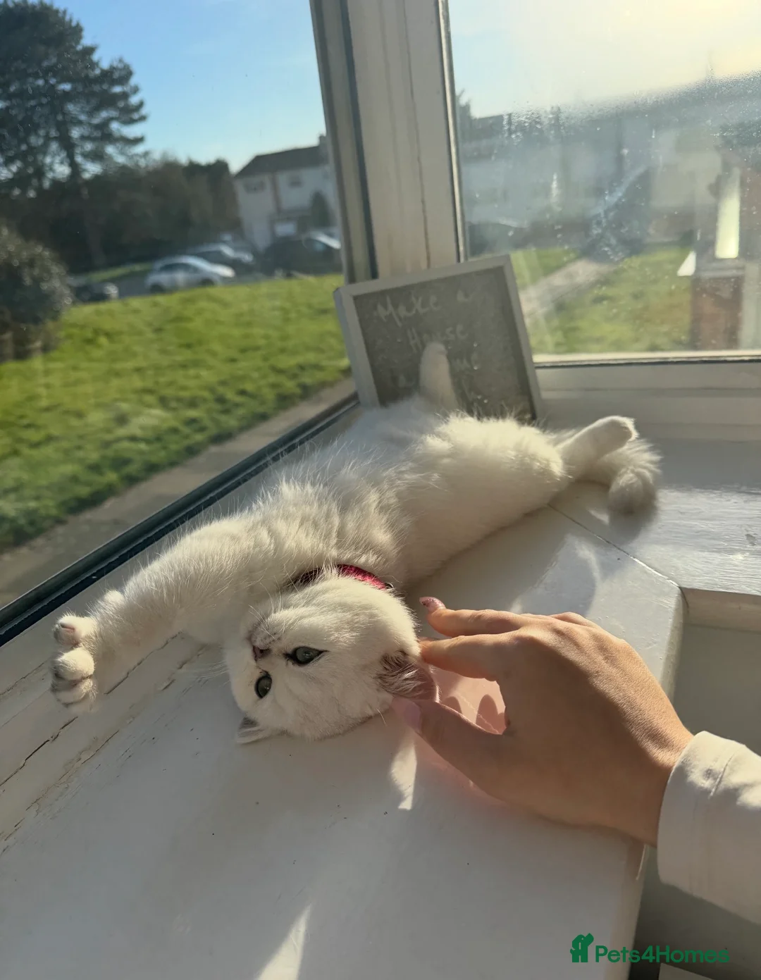 British Shorthair cats for sale: Beautiful British Shorthair - Advert 2