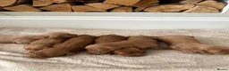 Cockapoo dogs for sale: Cockapoo puppies looking for they forever home  in Tredegar - Advert 24