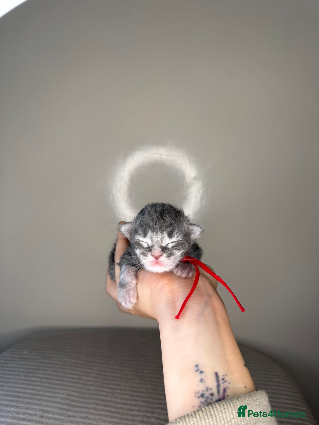 Maine Coon cats for sale: XL maine coon kittens available in Market Rasen - Image 8