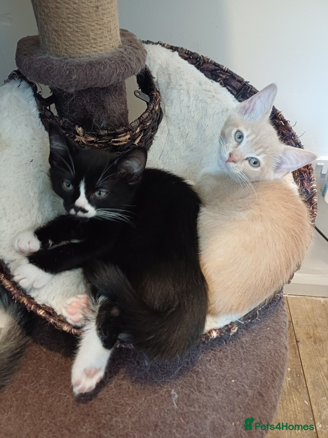 Mixed Breed cats for sale: Last gorgeous male boy - Image 3