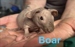 Guinea Pig rodents for sale: Skinny Pig Boars  - Image 6