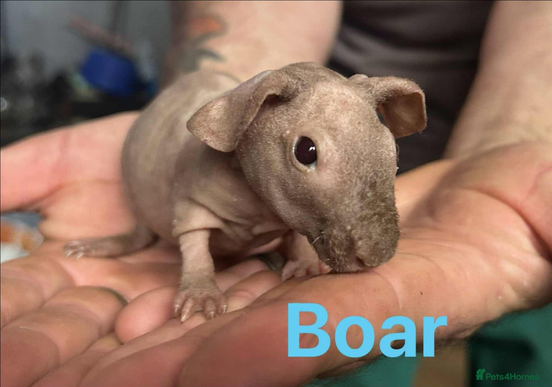 Guinea Pig rodents for sale: Skinny Pig Boars  - Image 6