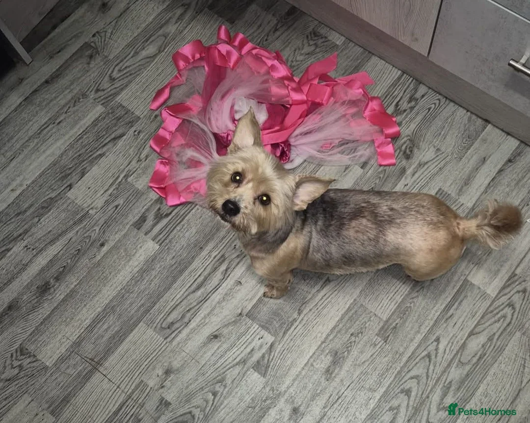 Mixed Breed dogs for sale: Yorkie spaniel  in Middlesbrough - Advert 5