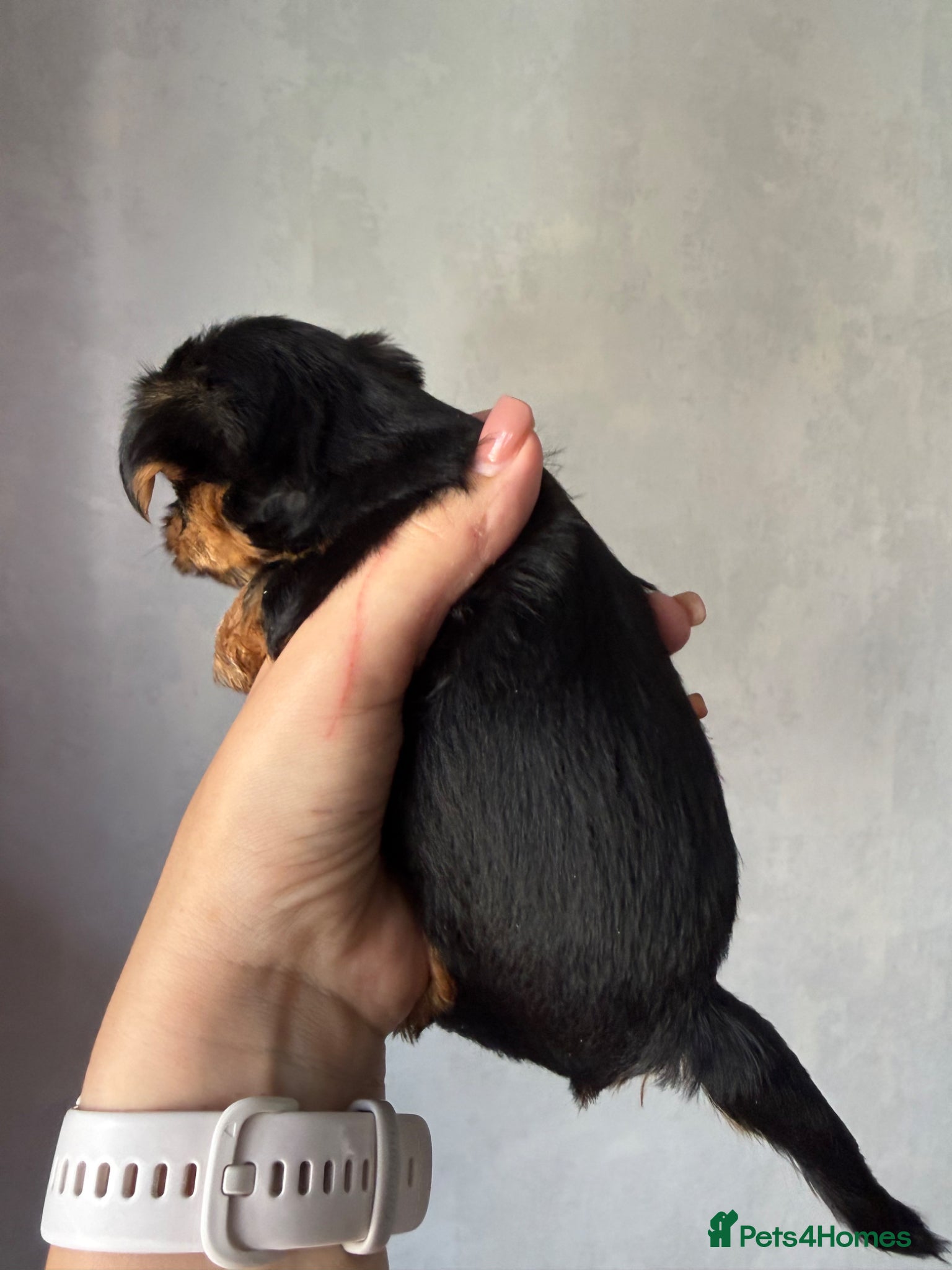 Yorkshire Terrier dogs for sale: Mini Yorkshire terrier 2kg  - Advert 7