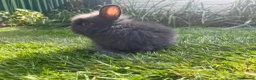 Lionhead rabbits for sale: Mini double maned lionheads and mini lops  - Advert 17