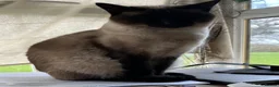 Mixed Breed cats for sale: Female Siamese/Ragdoll x Birman in Shrewsbury - Advert 2