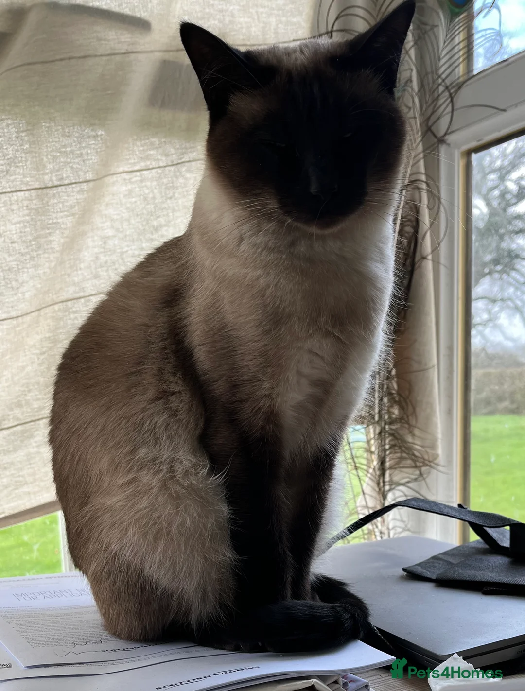 Mixed Breed cats for sale: Female Siamese/Ragdoll x Birman in Shrewsbury - Advert 2