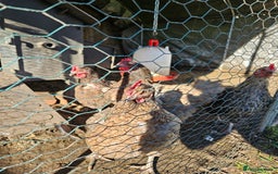 Chickens poultry for sale: 5 hens free to a loving home - Image 3