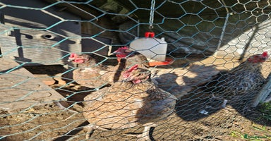 Chickens poultry - Advert 10