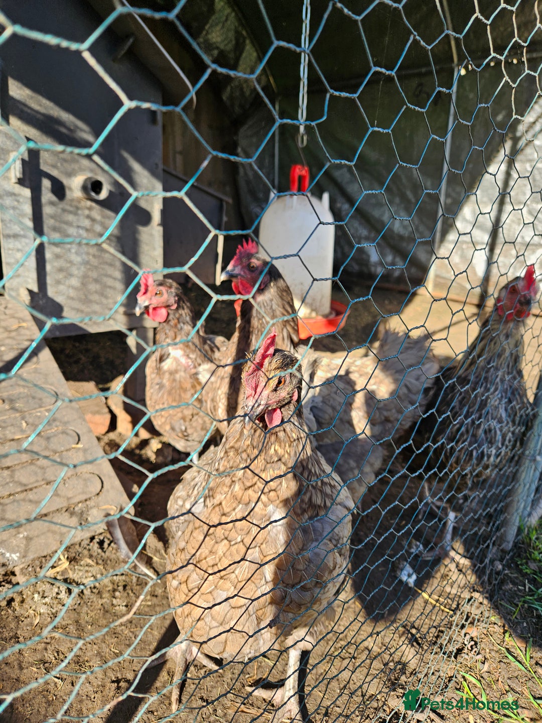 Chickens poultry for sale: 5 hens free to a loving home - Image 3