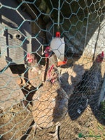 Chickens poultry - Advert 16