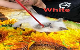 Ragdoll cats for sale: 🐈❤️5 Pure Ragdolls Waiting for Loving Family❗️❤️ - Image 12