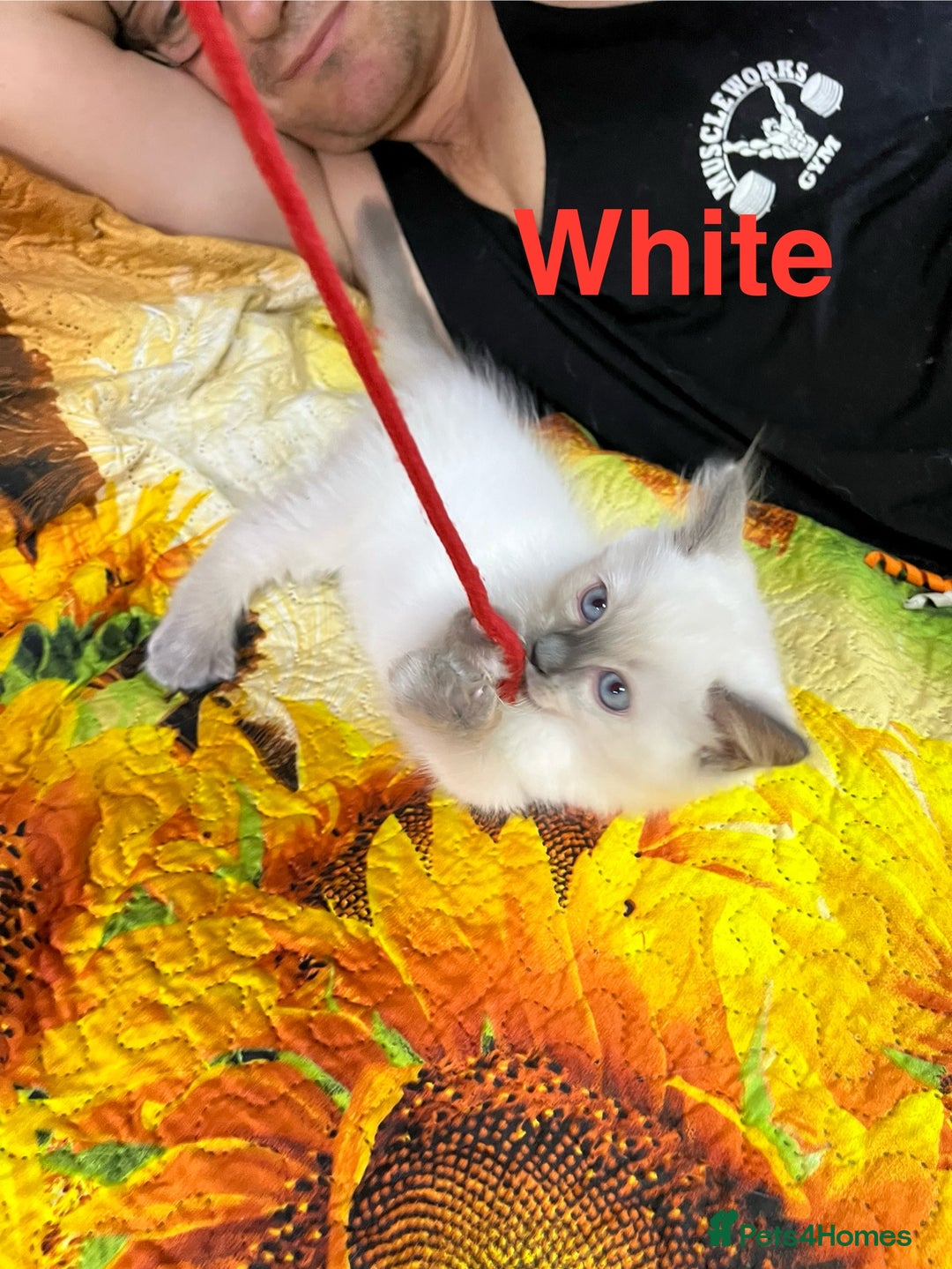 Ragdoll cats for sale: 🐈❤️5 Pure Ragdolls Waiting for Loving Family❗️❤️ - Image 12