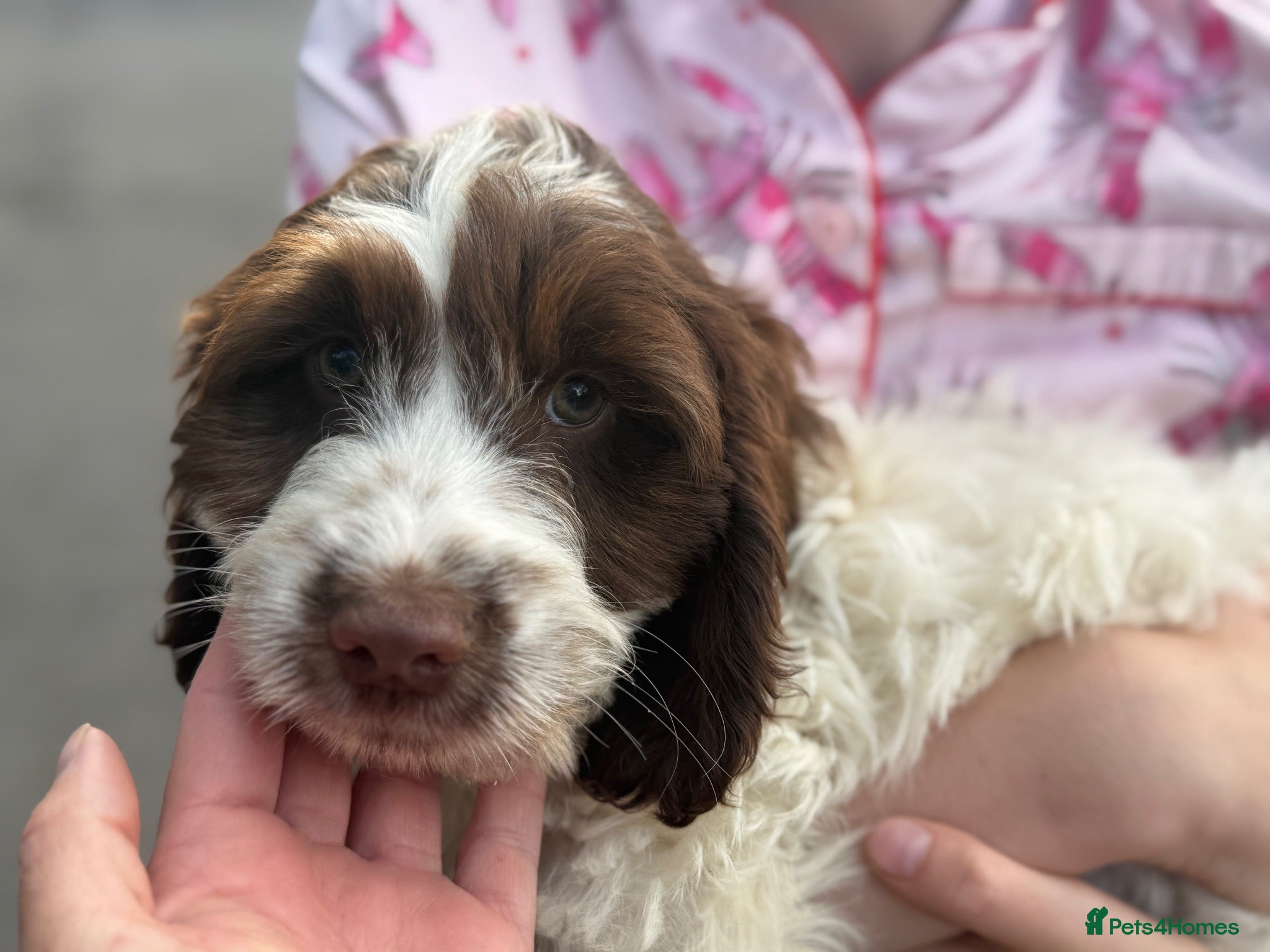 Sproodle dogs Cocker spaniel puppy cross by poodle  - Advert 1