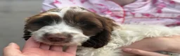 Sproodle dogs for sale: Cocker spaniel puppy cross by poodle  in Burnley - Advert 1