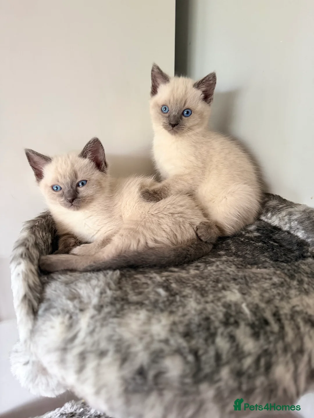 Ragdoll cats for sale: Stunning Ragdolls x Russian blue kittens  - Advert 4