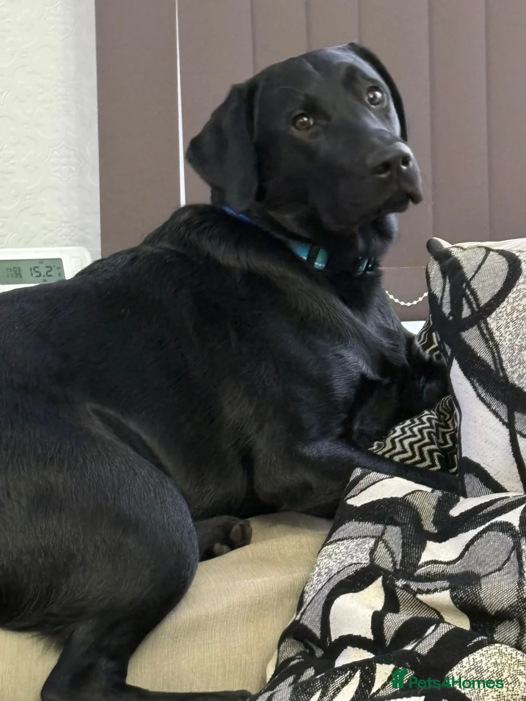 Labrador Retriever dogs for sale: Pet for sale  - Advert 4