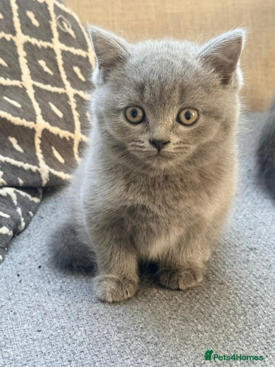 British Shorthair cats for sale: lovely british short hair - Advert 4