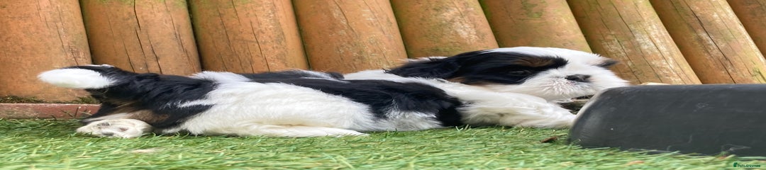 Shih Tzu Puppy 2