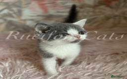 British Shorthair cats for sale: Gorgeous British Shorthair kittens GCCF registered - Image 5