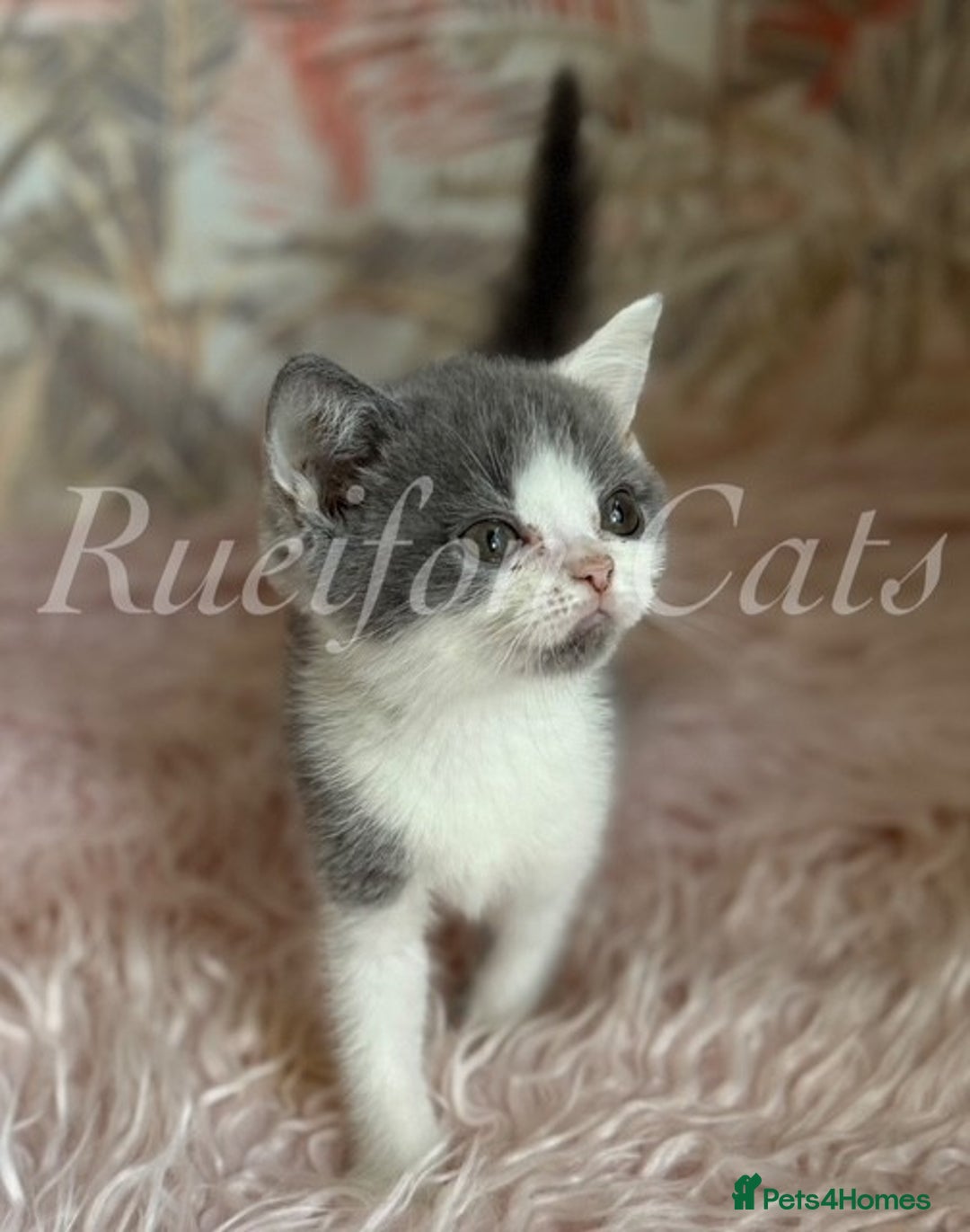 British Shorthair cats for sale: Gorgeous British Shorthair kittens GCCF registered - Image 5