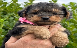 Mixed Breed dogs for sale: Welsh Terrier x Cavapoo (Teddy Bears 🧸 ) - Image 8