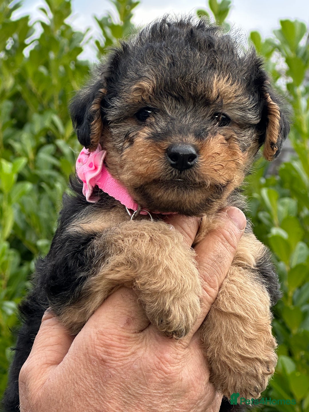 Mixed Breed dogs for sale: Welsh Terrier x Cavapoo (Teddy Bears 🧸 ) - Image 8