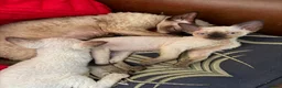 Devon Rex cats for sale: Two mischievous Devon Rex boys  - Advert 25