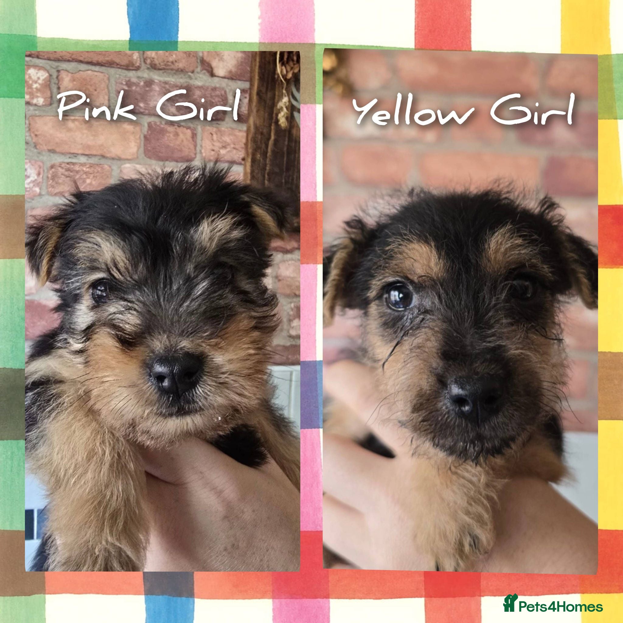 Lakeland Terrier dogs Last 2 Middleton line Lakeland terrier puppies - Advert 5