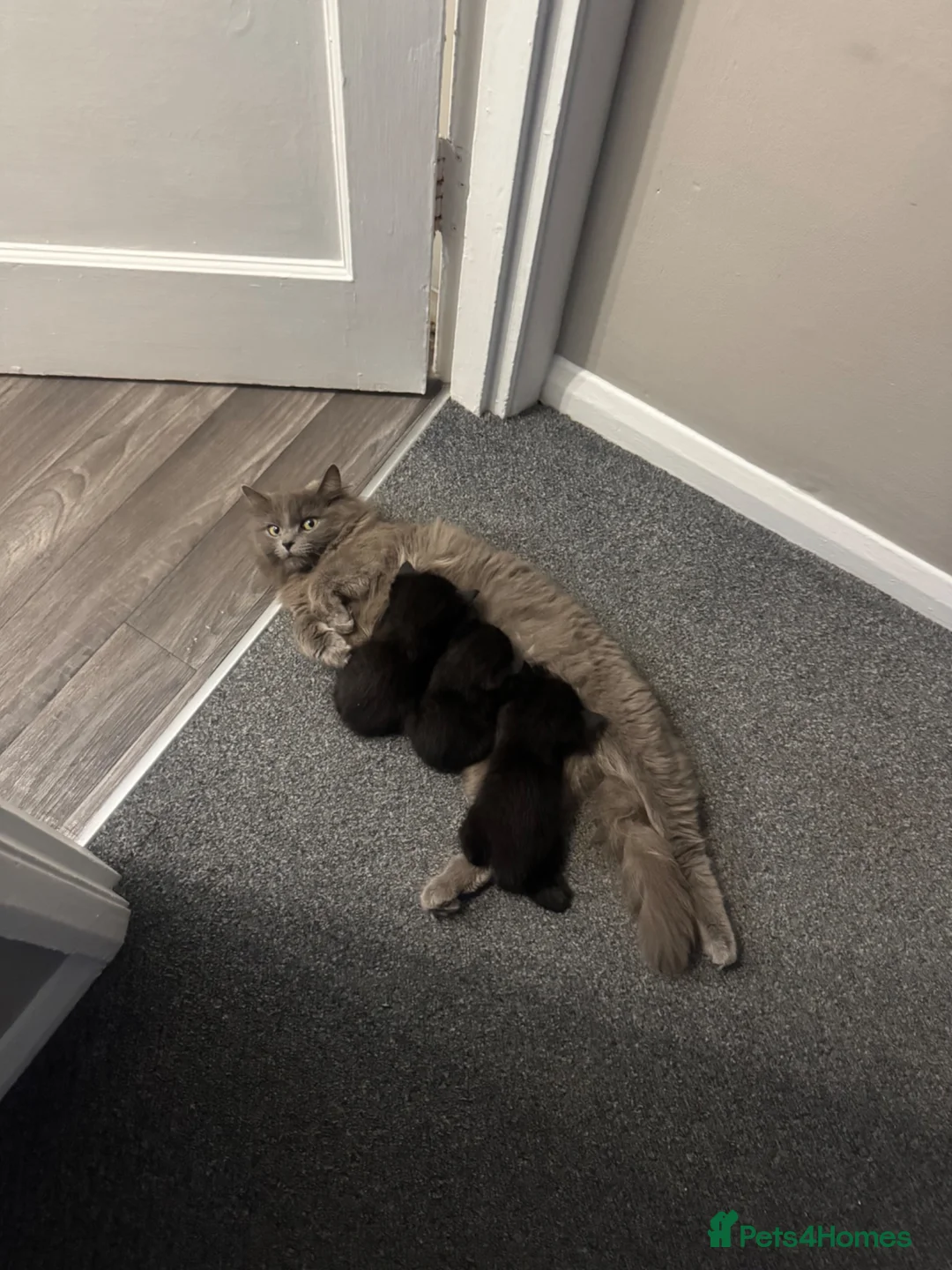 Mixed Breed cats for sale: Tiny boy kitten  in Buckingham - Advert 1