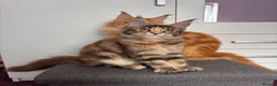Maine Coon cats for sale: ✨Last Pure Bred Maine Coon Kitten Available  - Advert 4