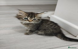 Mixed Breed cats for sale: 2 friendly kittens  - Image 6