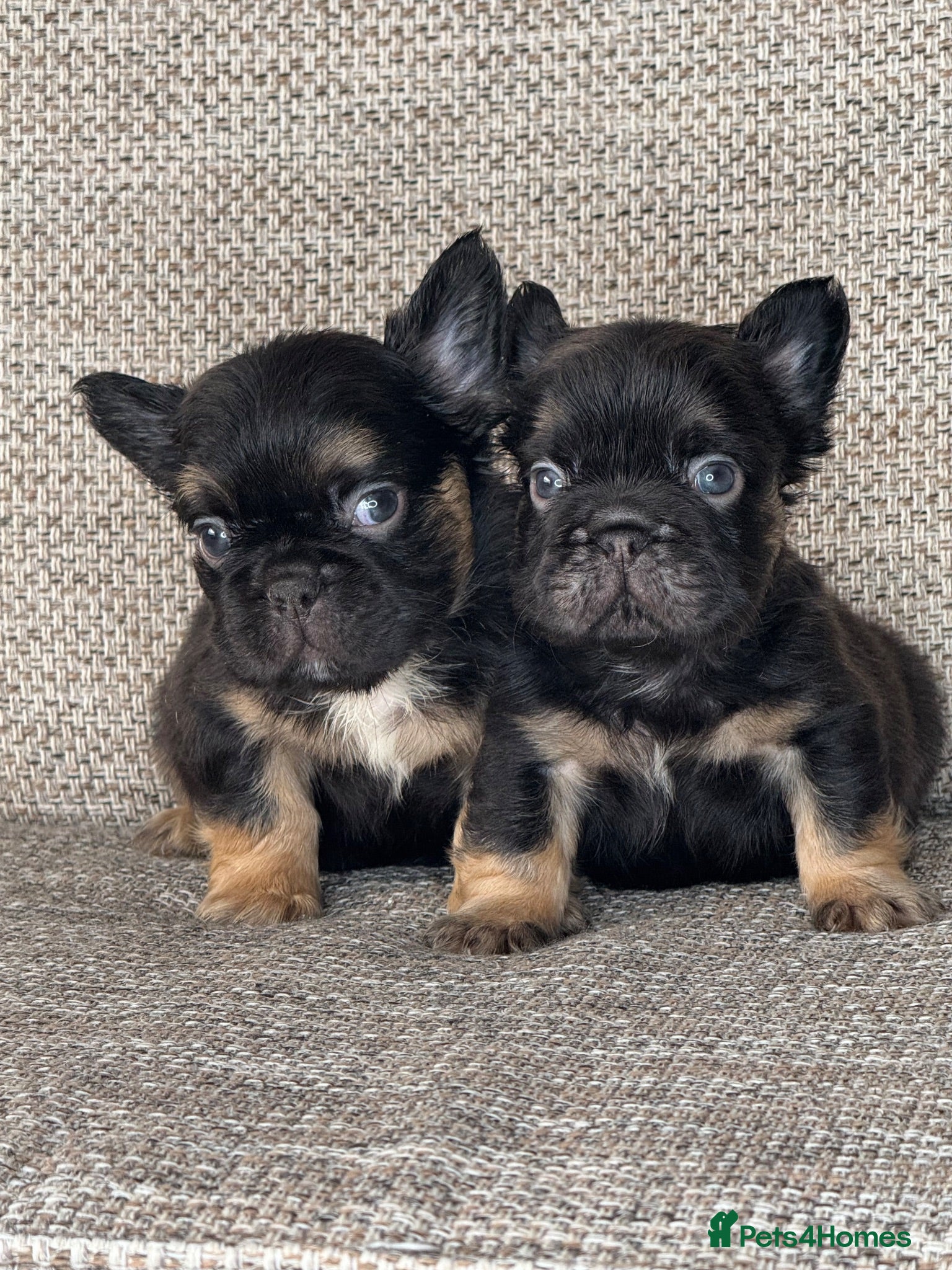 French Bulldog dogs Unique French bulldog pups 6 weeks old  - Advert 2