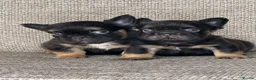 French Bulldog dogs for sale: Unique French bulldog pups 6 weeks old  - Advert 2