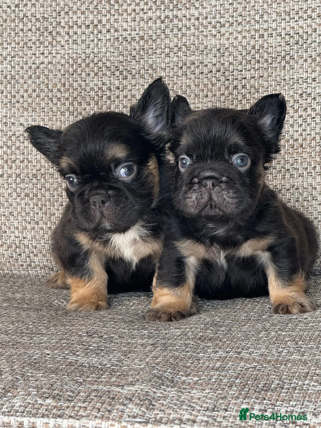 French Bulldog dogs for sale: Unique French bulldog pups 6 weeks old  - Advert 2