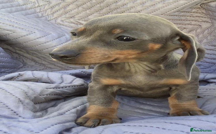 Dachshund dogs - Advert 1
