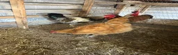 Chickens poultry for sale: Light Sussex/buff Sussex pair in Hartlepool - Advert 5