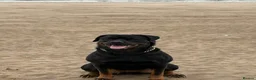 Rottweiler dogs for sale: Beautiful KC/Health tested Rottweiler puppies🐶❤️ - Advert 3