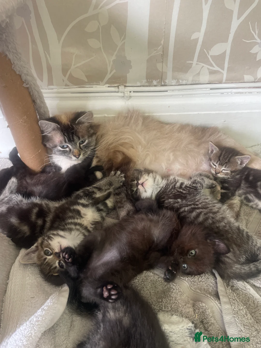 Ragdoll cats for sale: Ragdoll/snow bengal kittens in Northwich - Advert 2