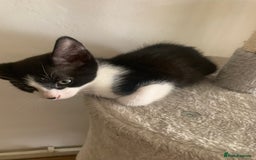 British Shorthair cats for sale: Beautiful Ginger, calico and tuxedo kittens - Image 6