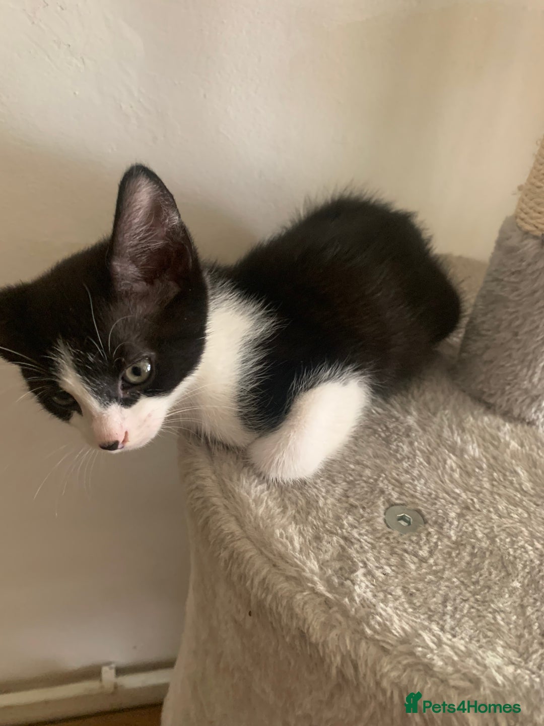 British Shorthair cats for sale: Beautiful Ginger, calico and tuxedo kittens - Image 6