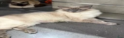 Ragdoll cats for sale: Beautiful Ragdoll Kittens - Advert 1