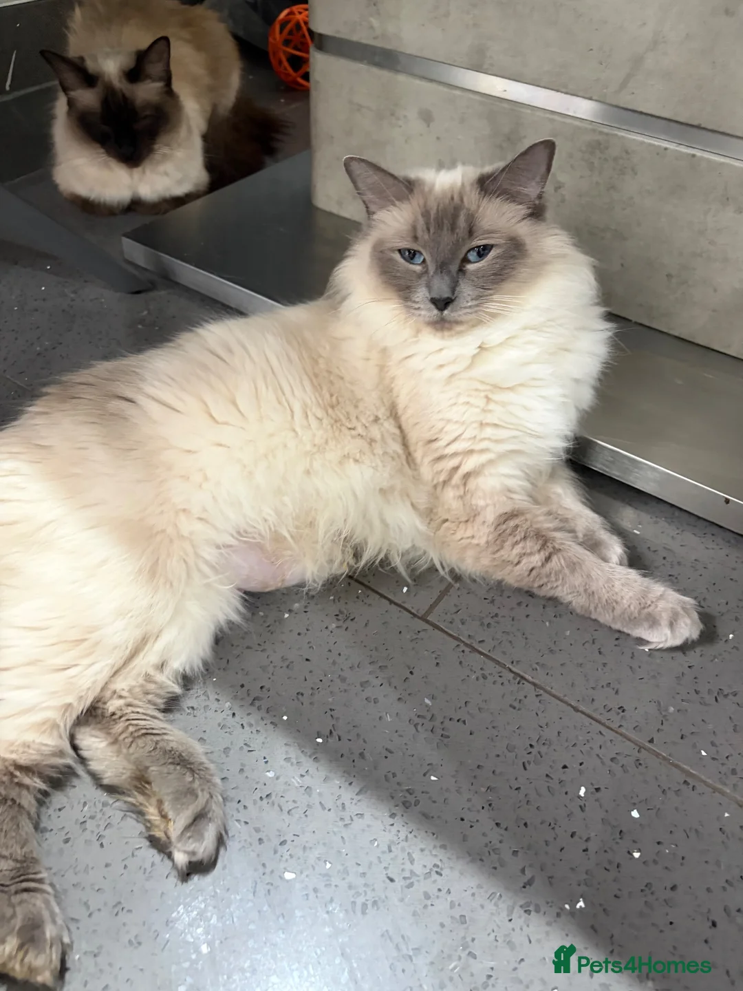 Ragdoll cats for sale: Beautiful Ragdoll Kittens - Advert 1